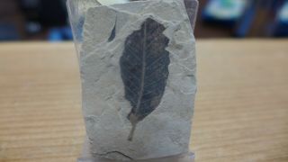 Geological Enterprises Eocene Fossil Leaf Zelkova Nervosa With Insect Marks