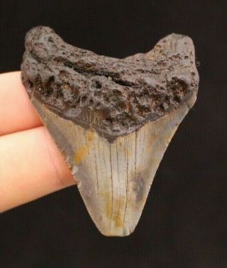 Megalodon Shark Tooth 2.  66 " Extinct Fossil Authentic Not Restored (cg13 - 409)