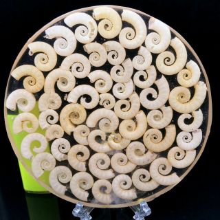 Ammonite Shell Fossil Elephant Trunk Conch W/acrylic Stand - Madagascar