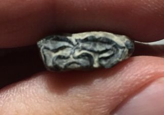 Very Are 3 - Toed Horse Tooth Nannippus Cf.  Morgani Florida Bone Valley