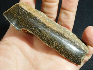 A Polished Jurassic Era Dinosaur Gem Bone Fossil Utah 140gr