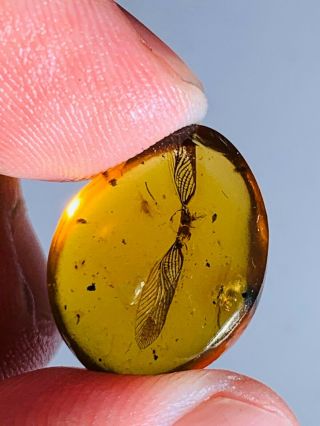 1.  04g Unknown Bug Wings Burmite Myanmar Burmese Amber Insect Fossil Dinosaur Age