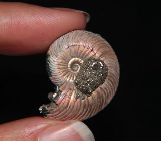 Ammonite Quenstedtoceras Fossil Callovian Russia