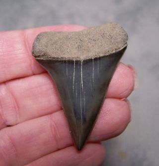 1 5/8 " Mako Shark Tooth Teeth Megalodon Fossil Jaw Scuba Diver Fishing