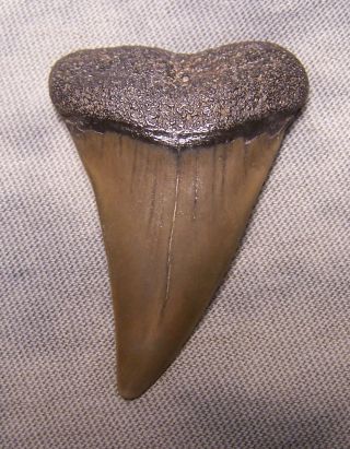 1 7/8 " Mako Shark Tooth Teeth Megalodon Fossil Jaw Scuba Diver Fishing