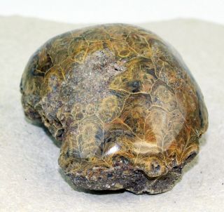 Hexagonaria 3 From Morocco • Polished Fossil Coral 2.  25 Pounds