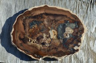 Rol Full Round Slab - Petrified Wood - Mcdermitt,  Oregon - 7.  5 " - Polished