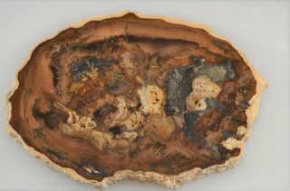 ROL Full Round Slab - Petrified Wood - McDermitt,  Oregon - 7.  5 