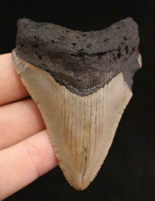Megalodon Shark Tooth 3.  13 " Extinct Fossil Authentic Not Restored (cg13 - 377)