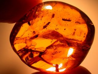 5 Platypodid Beetles In Authentic Dominican Amber Fossil Gemstone Large 5.  8 Gram
