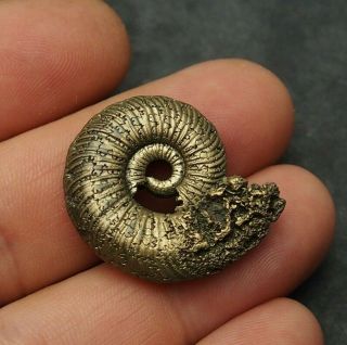32mm Quenstedtoceras Pyrite Ammonite Fossils Callovian Fossilien Russia