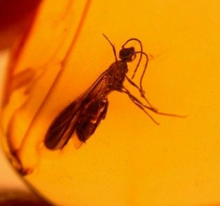 Winged Ant,  Fly In Authentic Dominican Amber Fossil Gem