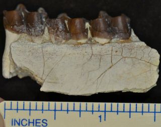 Mesohippus Jaw Section,  Three Toed Horse Fossil,  Oligocene,  South Dakota,  H513