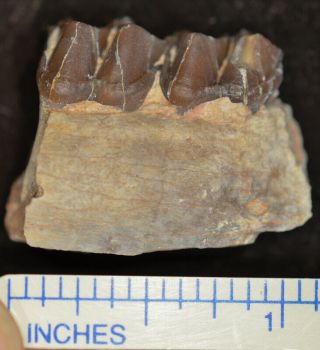 Mesohippus Jaw Section,  Three Toed Horse Fossil,  Oligocene,  South Dakota,  H501