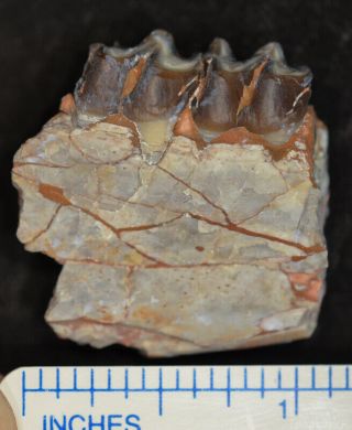 Mesohippus Jaw Section,  Three Toed Horse Fossil,  Oligocene,  South Dakota,  H496