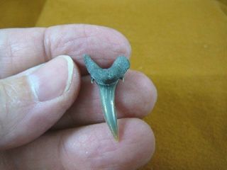 (s347 - 10) 1 " Fossil Sand Tiger Shark Tooth Wired Sharp Pendant Necklace Sharks