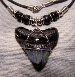 Megalodon Shark Tooth Necklace 1 1/2 " Fossil Teeth Jaw Megalodon Scuba