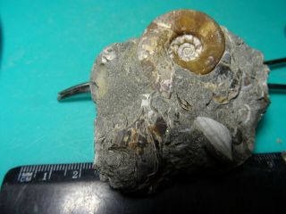 Ammonites Tetragonites Кавказ меловой период