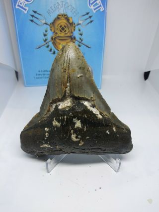 4.  32 Inch Prehistoric Megalodon Sharks Tooth Fossil