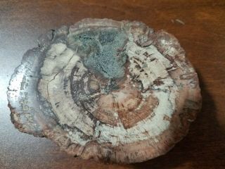 Petrified Wood Polished Slab With Bark - - 4 " X 3 " X 1.  25 "