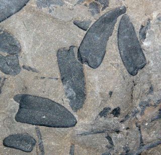 Paripteris Gigantea,  Carboniferous,  Pennsylvanian Fossil Plant