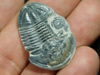 A 100 Natural Asaphiscus Wheeleri Trilobite Fossil Found In Utah 5.  42