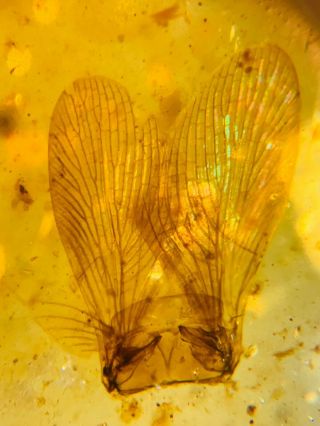 Unknown Bug Big Wings Burmite Myanmar Burmese Amber Insect Fossil Dinosaur Age