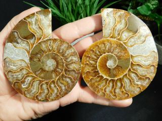 A Big Cut & Polished 120 Million Year Old Split Ammonite Fossil W/stands 241gr E