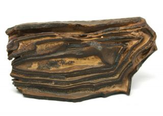 Precambrian Stromatolite Fossil 2.  4 " X 4.  5 " Freeform Specimen Morocco