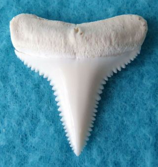 1.  367 " Lower Real Modern Great White Shark Tooth (teeth)
