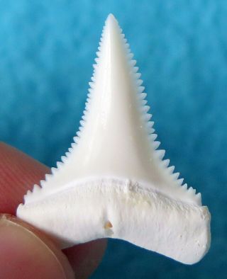 1.  120 " Lower Real Modern Great White Shark Tooth (teeth)