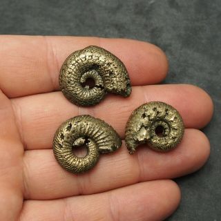 3x Quenstedtoceras 24 - 28mm Pyrite Ammonite Fossils Callovian Fossilien Russia