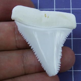 1.  732 Inch Modern Great White Shark Tooth Megalodon Sharks Movie Fan Gb94