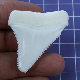 1.  732 inch Modern Great White Shark Tooth Megalodon Sharks Movie Fan GB94 2