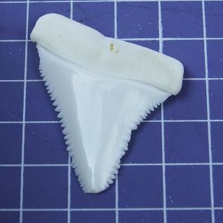 1.  732 inch Modern Great White Shark Tooth Megalodon Sharks Movie Fan GB94 3