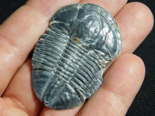 A Big 100 Natural Asaphiscus Wheeleri Trilobite Fossil Found In Utah 3.  91 E