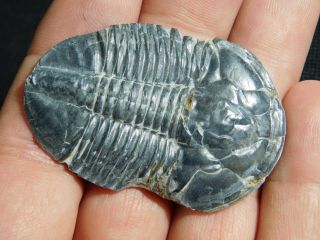 A BIG 100 Natural Asaphiscus Wheeleri Trilobite Fossil Found in Utah 3.  91 e 2