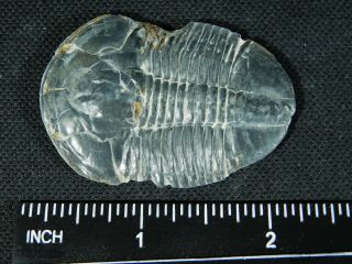 A BIG 100 Natural Asaphiscus Wheeleri Trilobite Fossil Found in Utah 3.  91 e 3