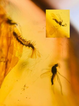 Polyxenida Millipede&2 Mosquito Burmite Myanmar Amber Insect Fossil Dinosaur Age