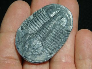 A Big 100 Natural Asaphiscus Wheeleri Trilobite Fossil Found In Utah 4.  9