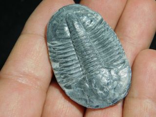 A BIG 100 Natural Asaphiscus Wheeleri Trilobite Fossil Found in Utah 4.  9 2