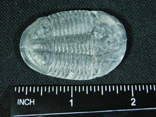 A BIG 100 Natural Asaphiscus Wheeleri Trilobite Fossil Found in Utah 4.  9 3
