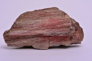 Scottish Petrified Wood Natural Fossil Rough Piece Bute Scotland Dga979