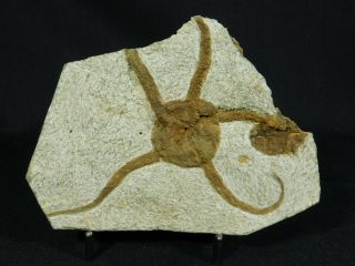 A & 100 Natural 440 Million Year Old STARFISH Fossil From Morocco 339gr e 2