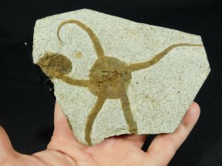 A & 100 Natural 440 Million Year Old STARFISH Fossil From Morocco 339gr e 3