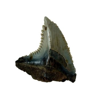 Hemipristis Serra Fossil Shark Tooth (ea8493) Bone Valley Fmn Florida Usa