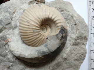 Quality Cadoceras Ammonite Ammonit Jurassic