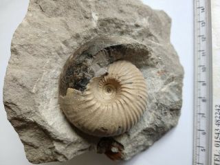 Quality Cadoceras ammonite ammonit Jurassic 2