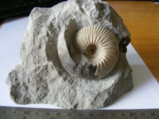 Quality Cadoceras ammonite ammonit Jurassic 3