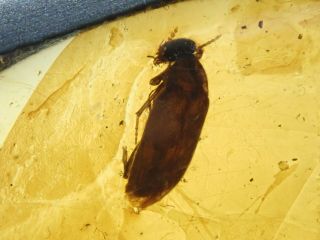 Burmese Amber Cretaceous Fossil Include Beetle Pendant